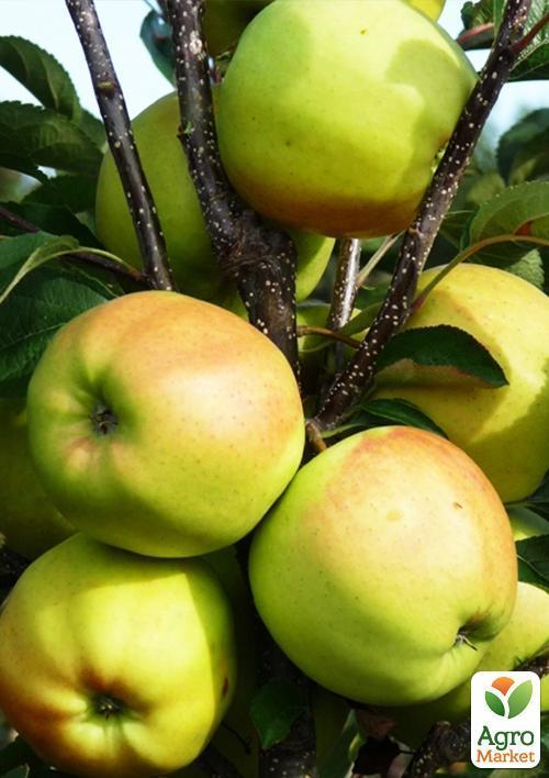 Яблуня "Голден Делішес Рейнджерс" (зимовий сорт, пізній термін дозрівання) - фото 5
