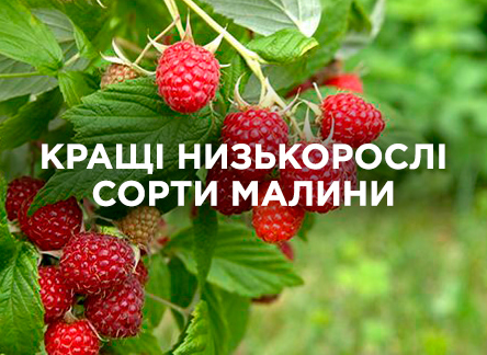 Які сорти низькорослої малини найкращі?