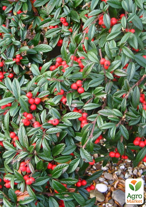 Кизильник иволистный "Parkteppich", С2