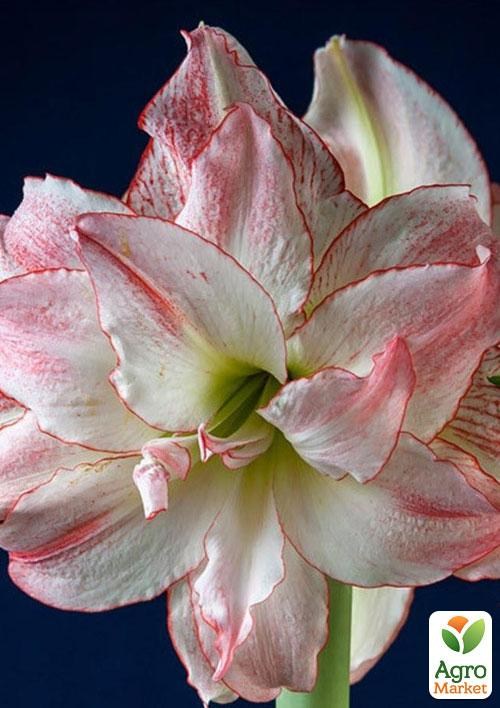 Гіппеаструм махровий "Aphrodite" (Амариліс) 1шт в упаковці