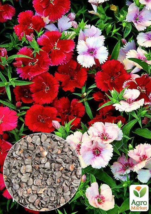 На развес Гвоздика "Садовая" ТМ "Весна" цена за 2г