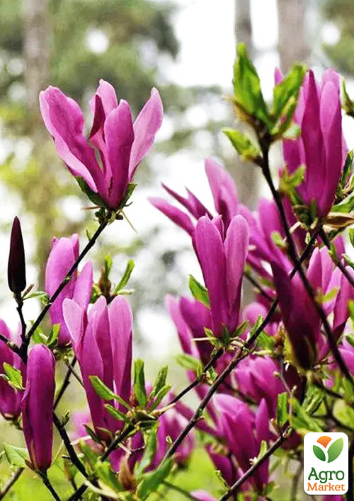 LMTD Магнолия "Susan" 5-и летняя (высота 100-110см) - фото 5