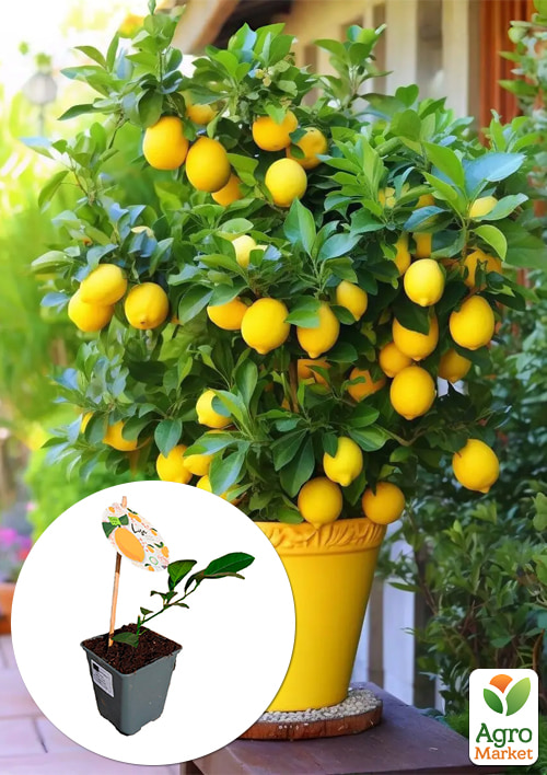 LMTD Лимон "Meyeri" (рослина 2 роки) висота 20-30см