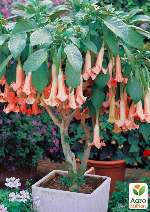 Бругмансія деревоподібна "Pink" - фото 4