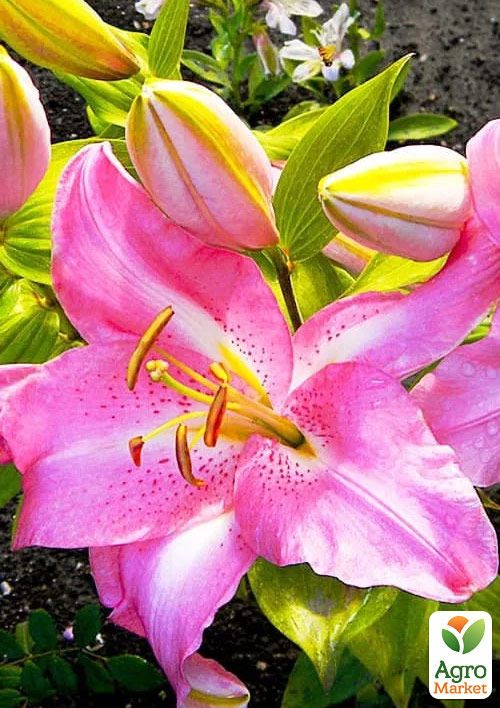 Лилия "Josephine" (Гигантский цветок)