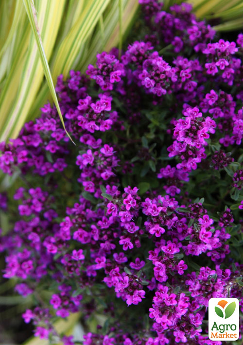 Тимьян "Purple Beauty"