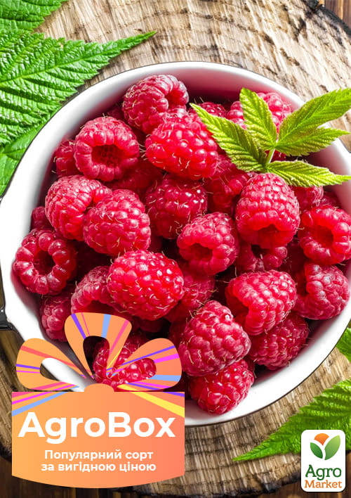 Ексклюзив! AGROBOX із саджанцем ремонтантної малини (1-річний саджанець)