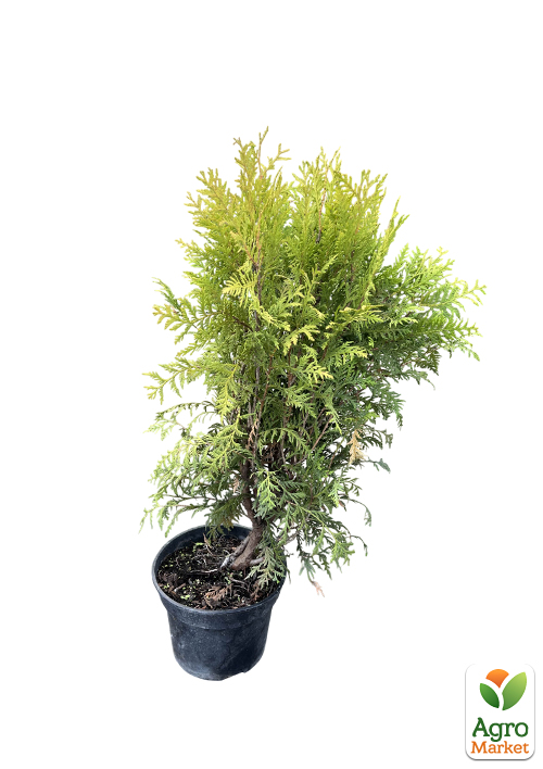 Туя западная "Globosa" С2, высота 25-30см - фото 2