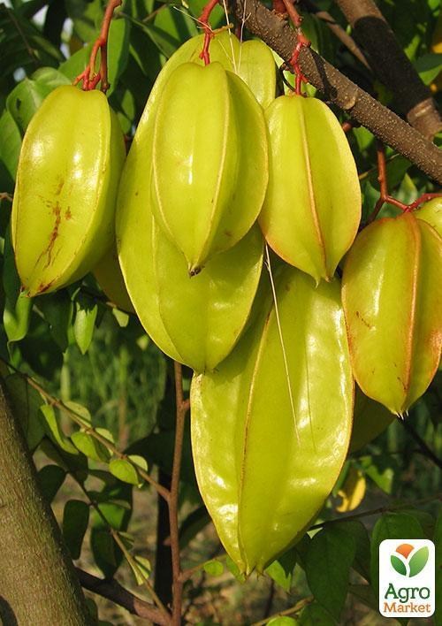 Карамболь "Звездный час" ТМ "Vesna Exclusive"3шт - фото 3