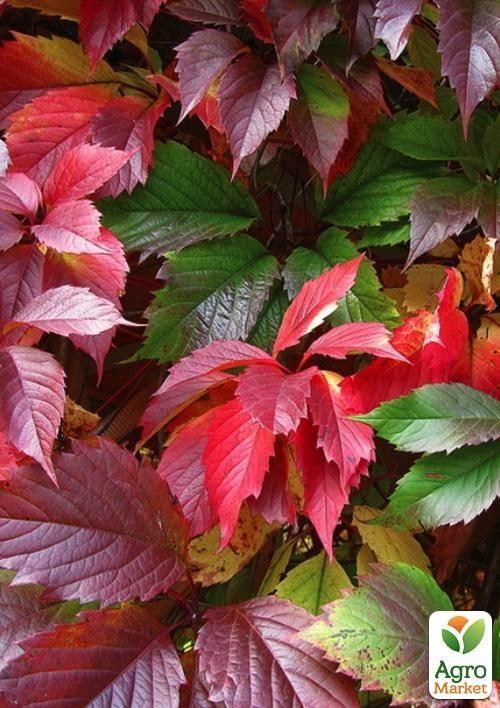 Виноград дівочий "п'ятилисточковий" (висота 10-20см)