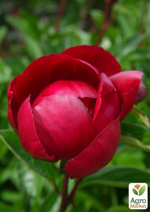 Пион травянистый "June Brilliant" 1шт в упаковке - фото 4