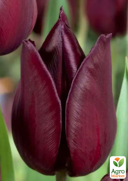 Тюльпан "Eduard Pelger"