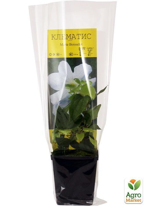 Клематис "Marie Boisselot" - фото 5