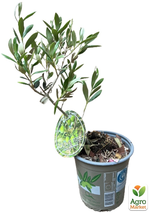 Оливкове Дерево "Сабіна" - фото 6