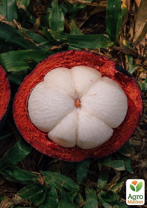 Мангостан "Трійнята" ТМ "Vesna Exclusive" 3шт - фото 8