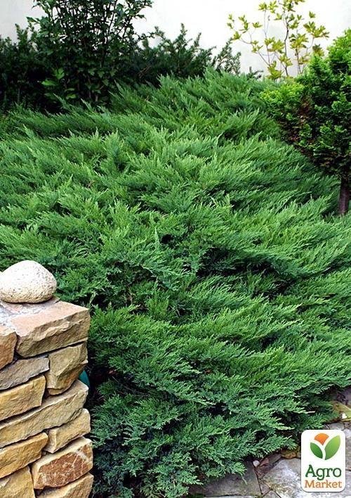 Ялівець козацький "Rockery Gem" контейнер Р9, висота 10-20см