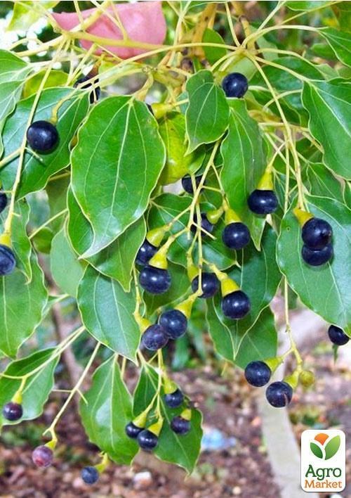 Камфорное дерево "Коричник Камфорный" (пряно-ароматический, душистый)