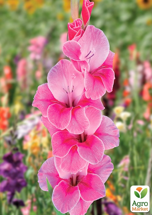 Гладіолус "Pink Event" - фото 4