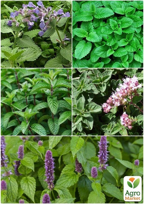 Смесь пряных трав "Чайная симфония" ТМ "Vesna Select" 0,5г