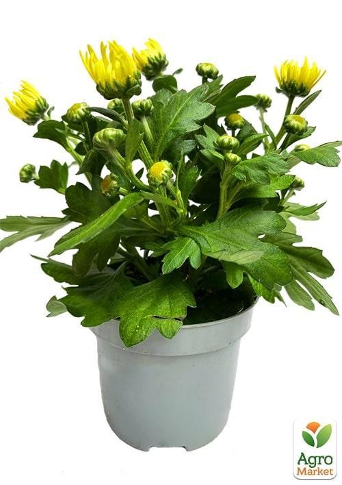 Хризантема "Classic Yellow" (Нидерланды) - фото 2