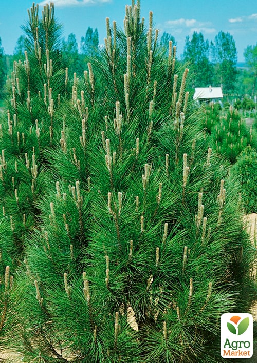 Сосна 3-х летняя черная "Piramidalis" С3, высота 25-30см - фото 5