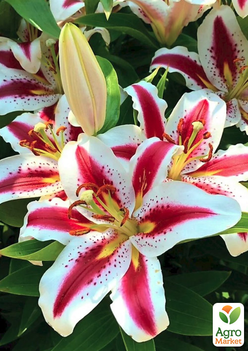 Лілія "Hachi" (Гігантська квітка)