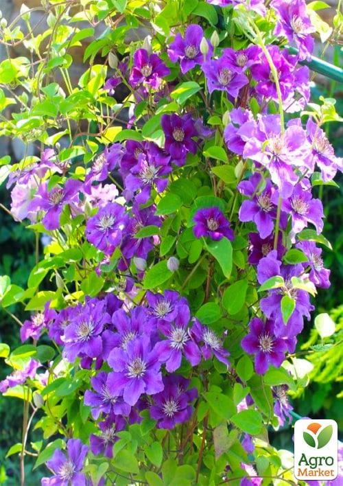 Клематис 3-х летний "Ashva" С2 - фото 3