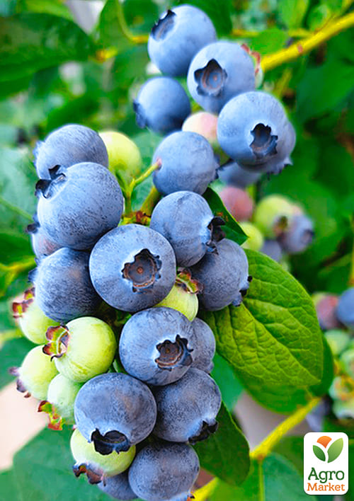 Голубика (черника садовая) ранняя "Патриот" (Patriot) очень урожайная - фото 5