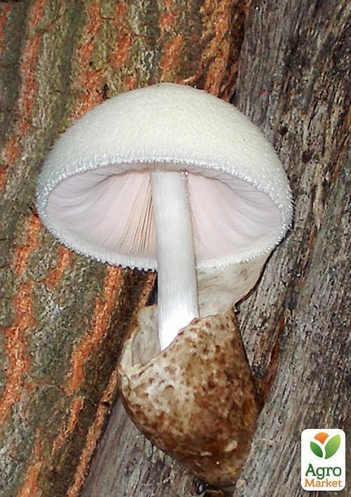 Мицелий на дубовых брусочках "Вольвариелла шелковистая" 10шт