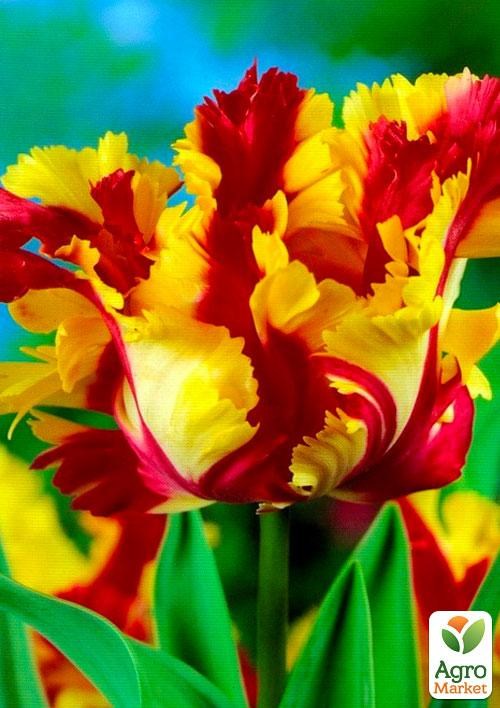Тюльпан "Flaming Parrot" 3шт в упаковці