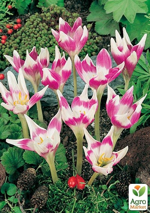 Колхикум "Harlekijn" (Арлекін) - фото 2