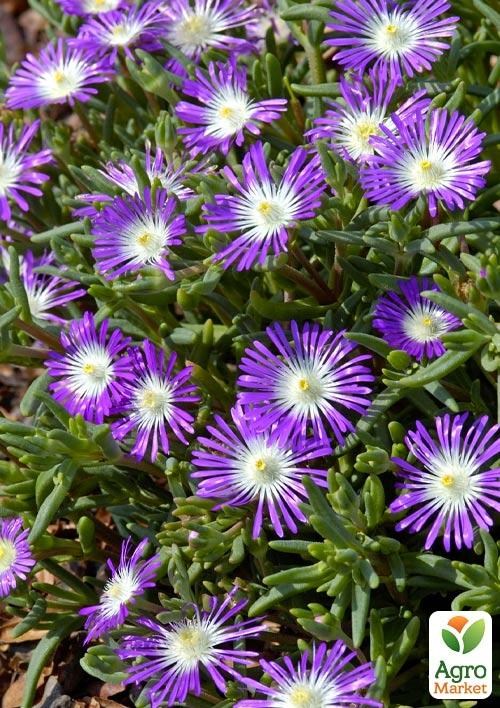 Делосперма (цветущий суккулент)  "Stardust"