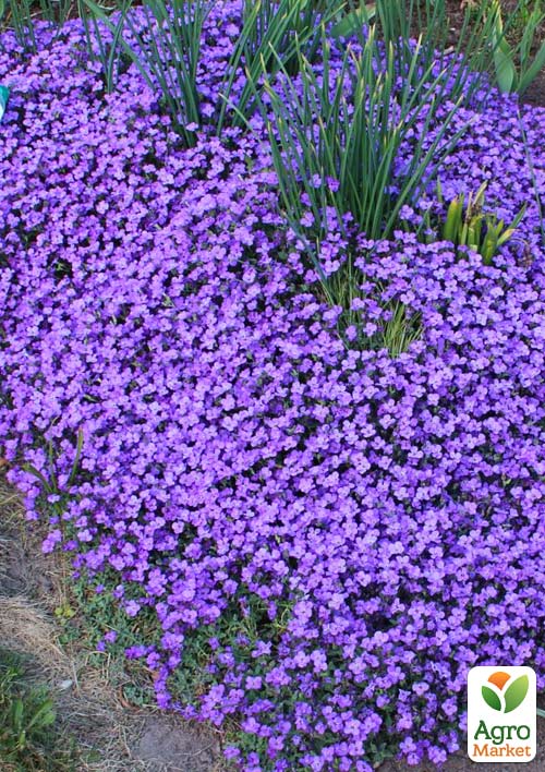 Обрієта Variegata "Silberrand" (контейнер Р9) - фото 2