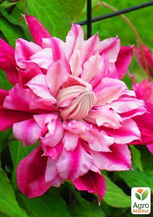 Клематис "Patricia Ann Fretwell Pafar"