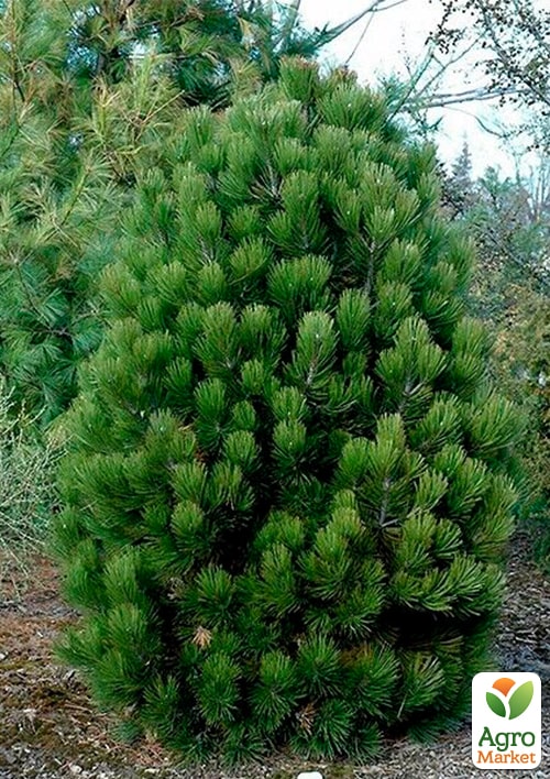 Сосна белокорая "Satelit" С15, высота 65-75см