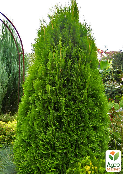 Туя западная "Smaragd Witbont" (ком/сетка) высота 120-140 см