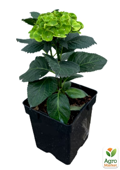 Гортензия крупнолистная курчавая "Caipirinha" - фото 3