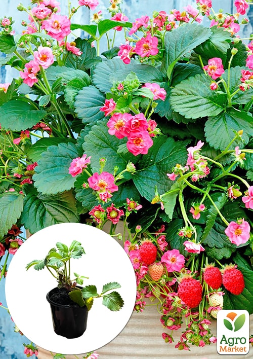 Земляника розовоцветная ремонтантная "Red Beauty" укорененная в контейнере