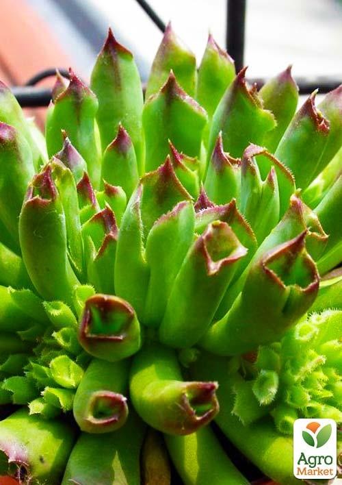 Молодило кровельное "Oddity" - фото 4