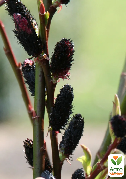 Ива тонкостолбиковая черная "Меланостахис" (Salix gracilistyla "Melanostachys") высота 25-40см - фото 7