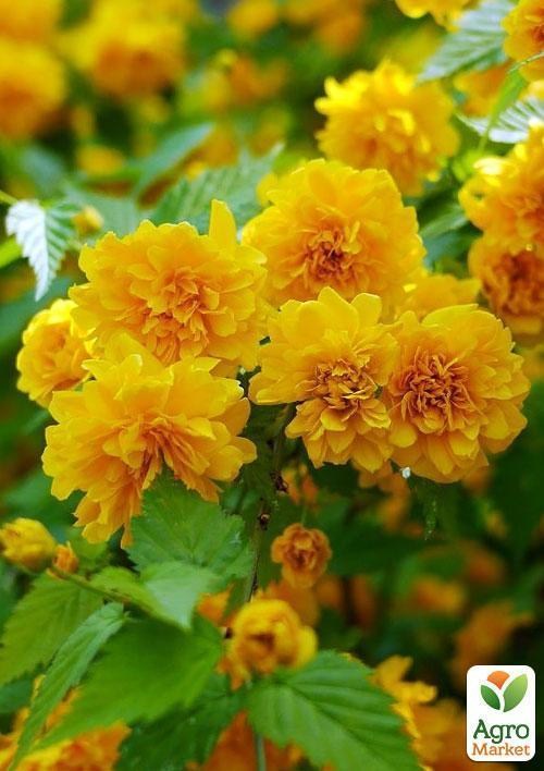 Керрия японская "Пленифлора"  - фото 2