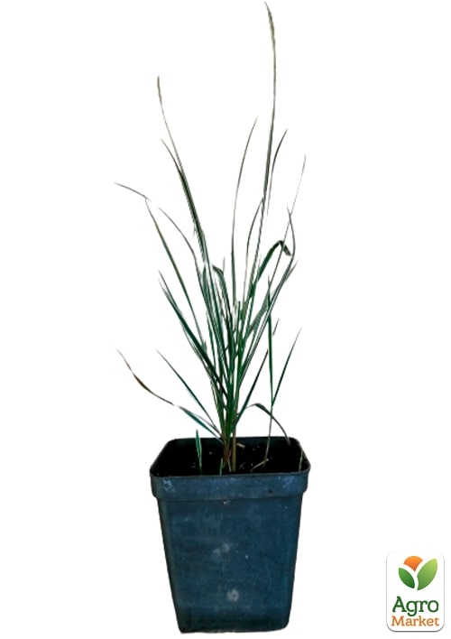 Райграс бульбоносный Arrhenatherum bulbosum (многолетний декоративный злак) - фото 2