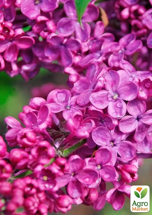 Бузок звичайний "Індія" (Indiya)