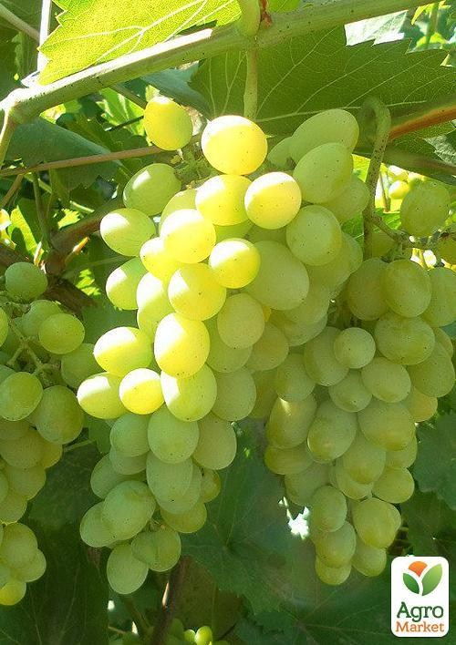 Виноград "Мускат устойчивый белый" (винный)