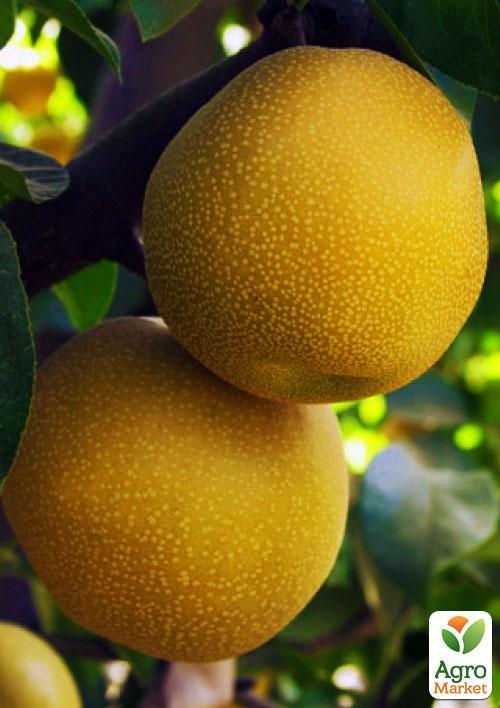 Азиатская груша "Дайсуле" (летний сорт) - фото 4