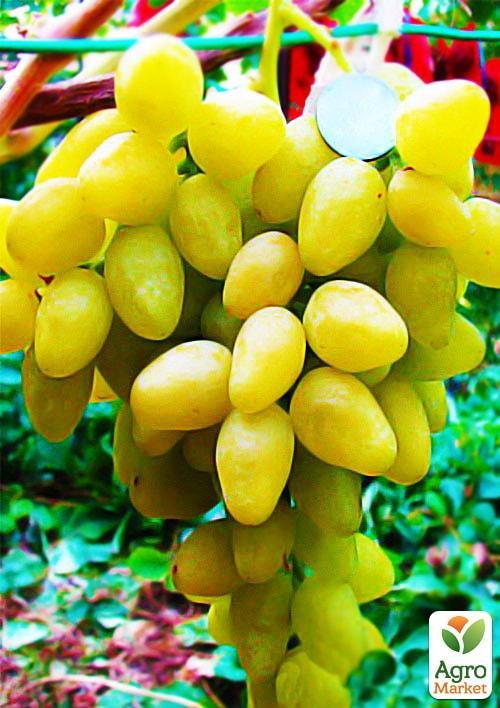 Виноград "Аркадія" (ранній термін дозрівання, один з кращих сортів в Україні) - фото 4