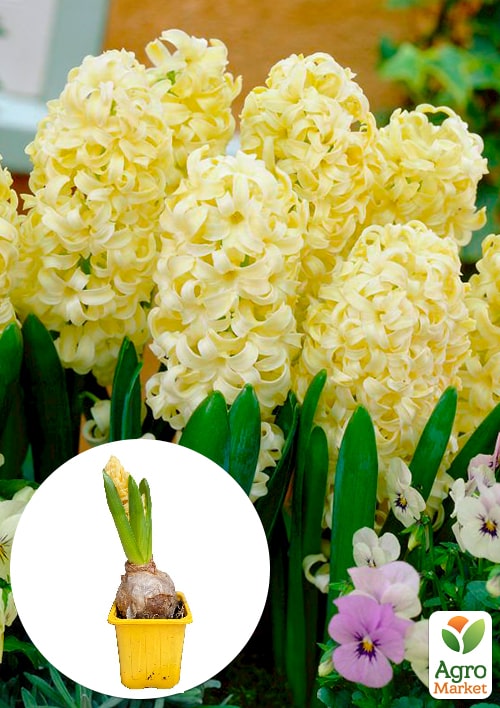 Гиацинт "City Of Haarlem" (Нидерланды)