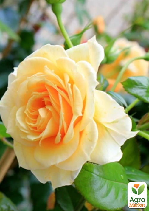 Роза плетистая "Foxtrot" в контейнере, высший сорт - фото 7