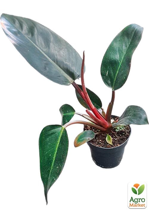 LMTD Філодендрон "Imperial Red" висота 30-40см - фото 7