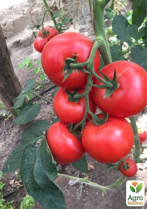Томат індетермінантний "1606 F1" ТМ "Lark Seeds" 250шт